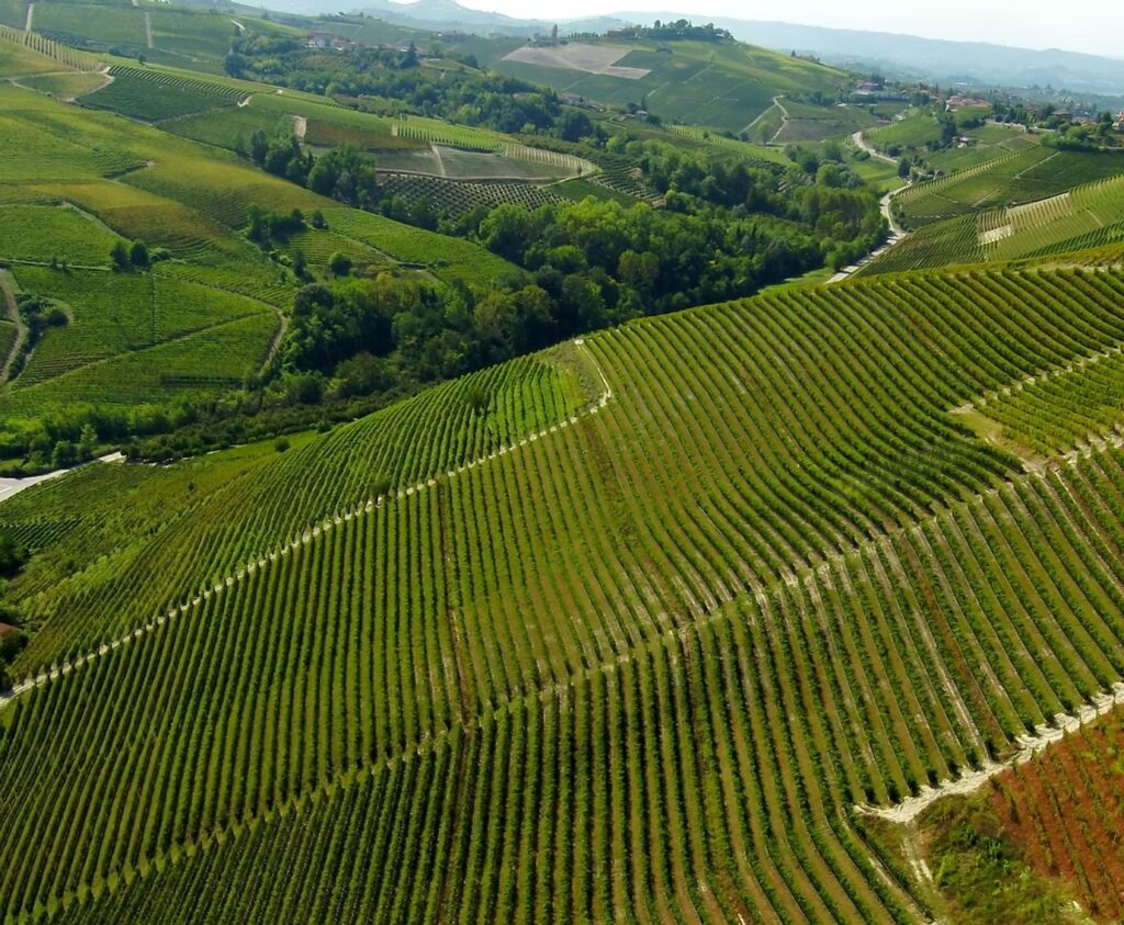 vigneto Basarin