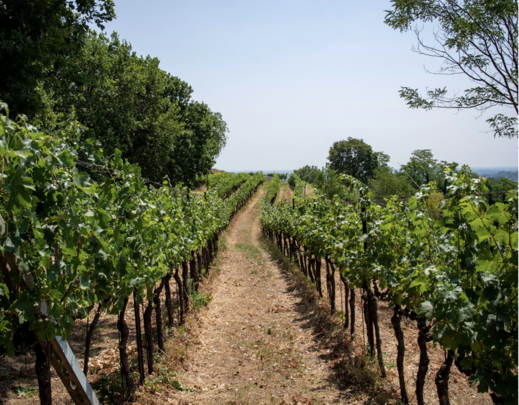 Vigna dei Martini