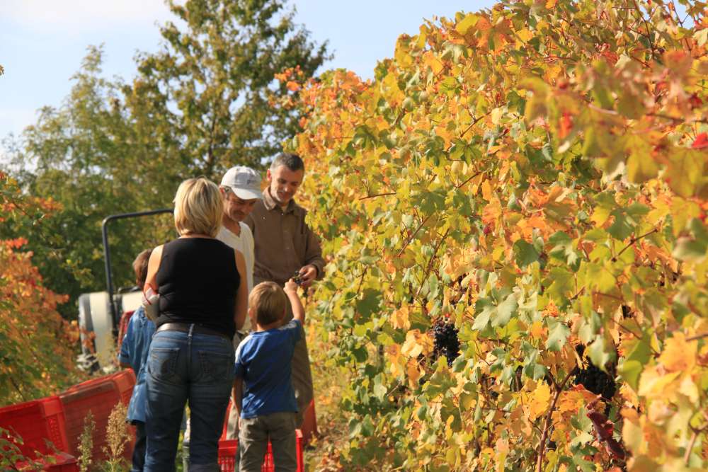 Vendemmia a Tenuta di Costa Prà